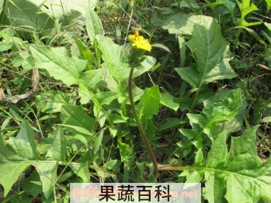 苦麻菜的功效与作用