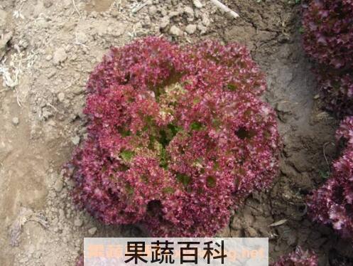  紫叶生菜可以生吃吗 紫叶生菜怎么吃