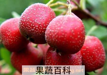 山楂的功效与作用 山楂的药用价值