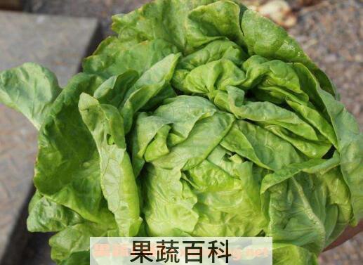 奶油生菜的功效与作用