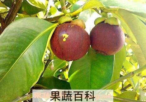 山竹的功效与作用 山竹的药用价值