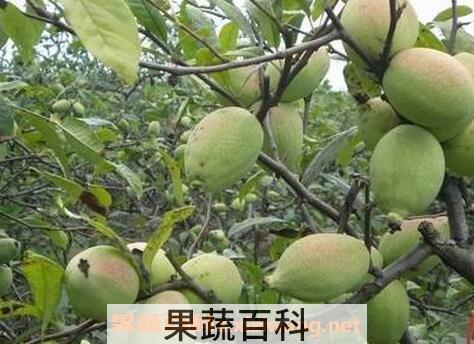木瓜的功效与作用及禁忌