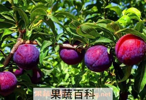 李子的功效与作用 李子的药用价值