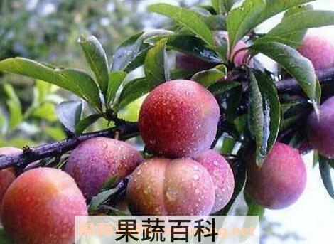 李子的功效与作用 李子的药用价值