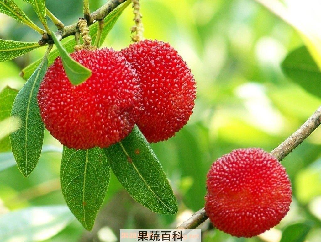 杨梅
