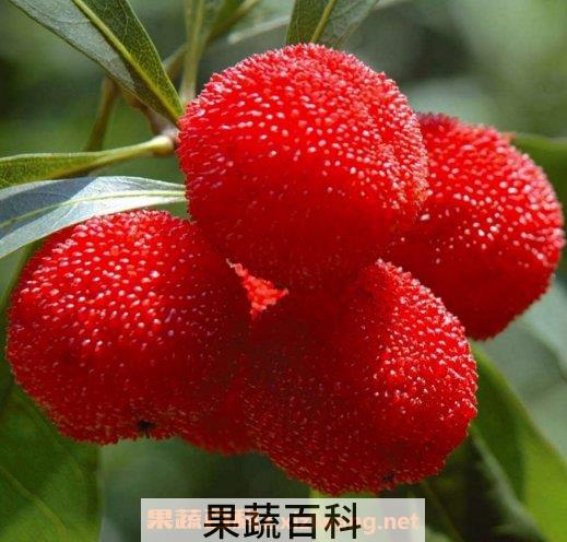 杨梅