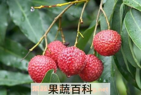荔枝的功效与作用 荔枝的药用价值