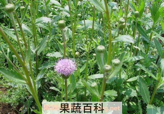 刺儿菜的功效与作用 刺儿菜的吃法