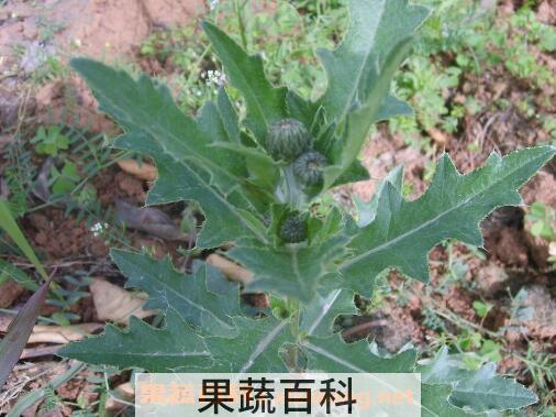 刺儿菜的功效与作用 刺儿菜的吃法