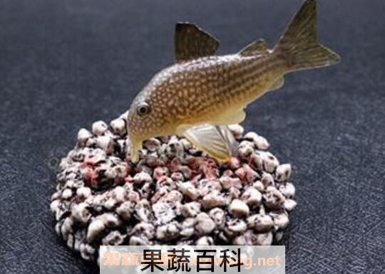 珍珠老鼠鱼的功效与作用及养殖方法
