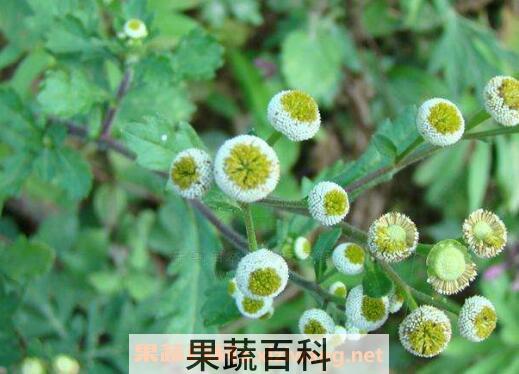 鱼眼草蒸蛋的功效与作用