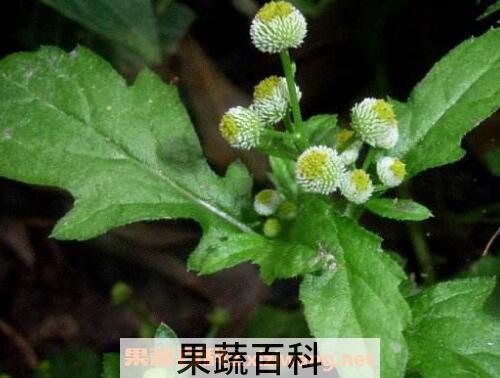 鱼眼草蒸蛋的功效与作用