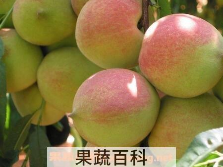 桃子的功效与作用 桃子的药用价值