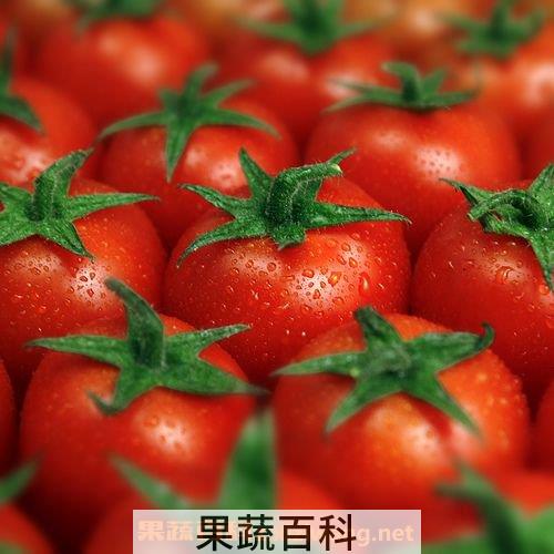 番茄的功效