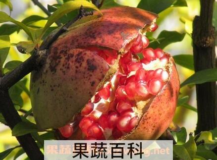 白石榴皮的功效与作用