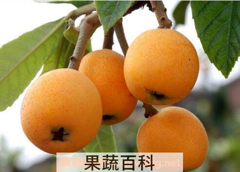 枇杷的药用价值 枇杷的药用功效
