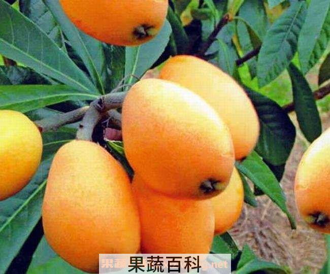 枇杷