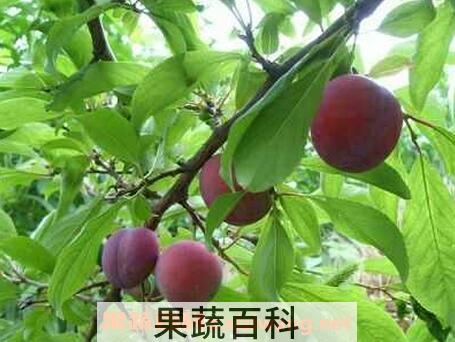 蜡李叶的功效