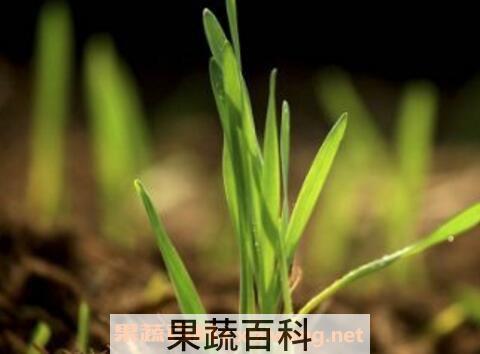 发麦芽的功效与作用
