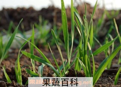 发麦芽的功效与作用
