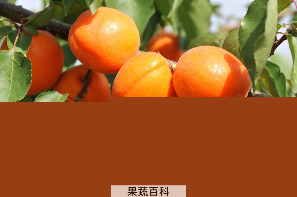 果蔬百科杏