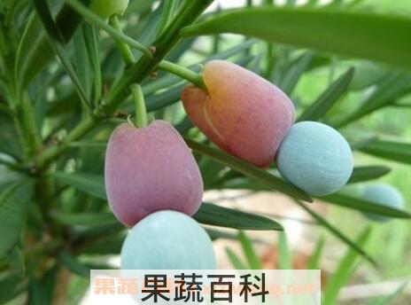 罗汉松果的功效作用