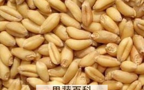 煮熟的麦子图片 煮熟的麦子怎么保存