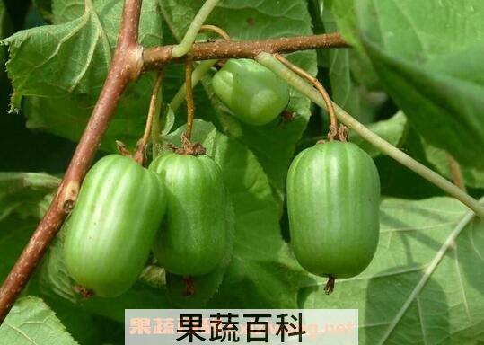 狗枣子有什么营养