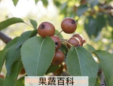 鹿梨的功效与作用