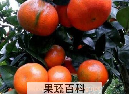 柑核的功效与作用