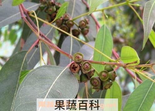 蓝桉果实的作用 蓝桉果实的营养价值