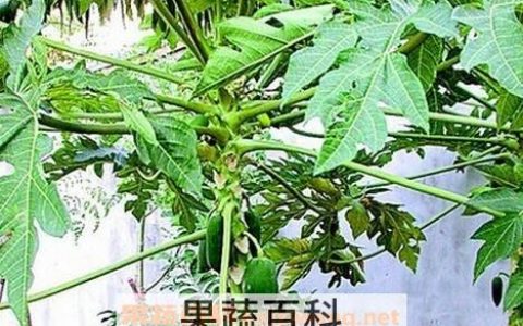 木瓜叶有什么药效 木瓜叶有什么作用