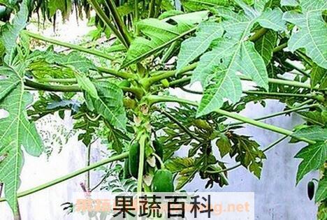 木瓜叶的营养价值 吃木瓜叶的禁忌