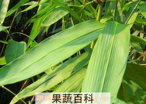 包粽子的叶子叫什么 粽叶的功效与作用