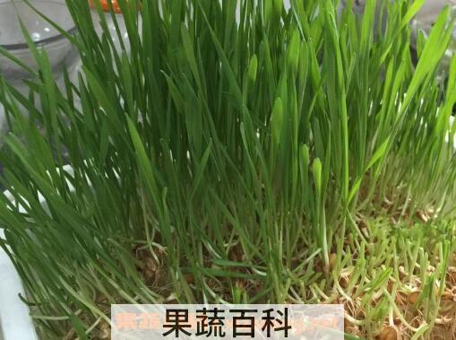 发芽的麦子怎么办 发芽的麦子有什么用