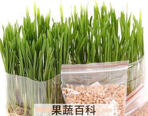 发芽的麦子怎么办 发芽的麦子有什么用