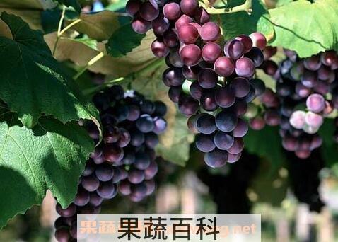 葡萄籽与车厘子的区别