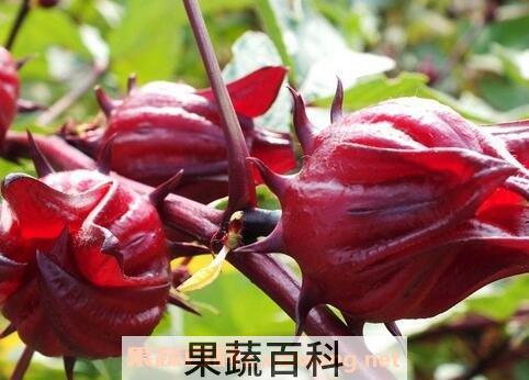红桃k的功效