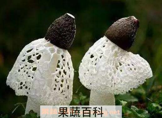 竹荪怎样种植 竹荪种植方法技巧