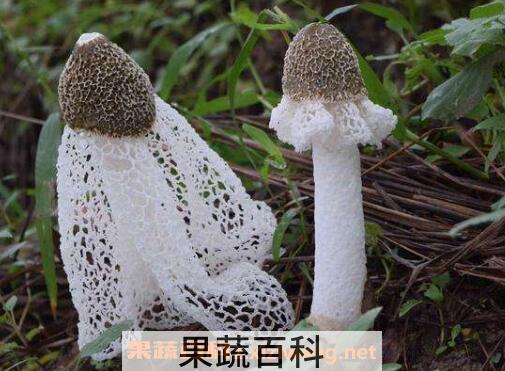 竹荪怎样种植 竹荪种植方法技巧
