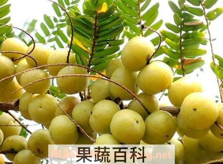 余甘果不能和什么同食