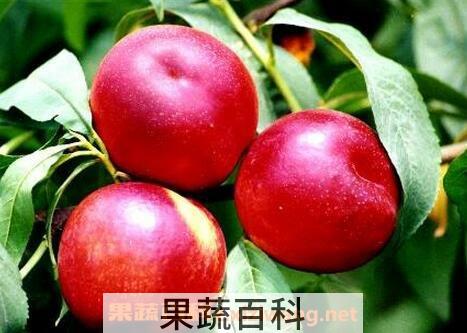 红心油桃的功效与作用