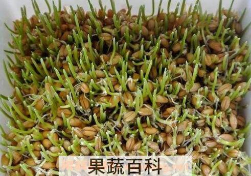 麦芽苗的功效与作用