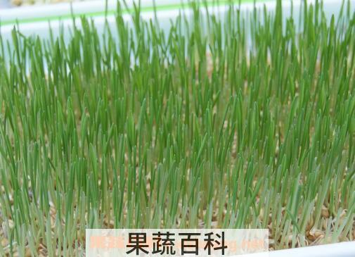 麦芽苗的功效与作用