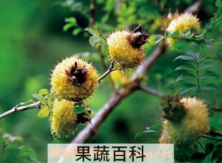 刺梨的功效与作用及食用方法