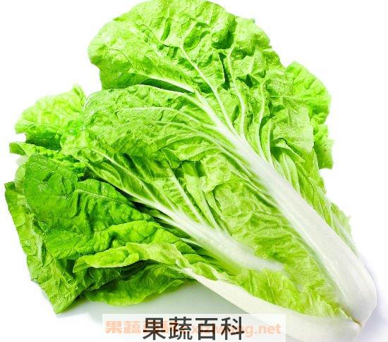 白菜的功效与作用