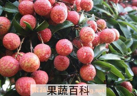 荔枝根的功效与作用禁忌