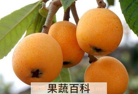 枇杷粉的功效和作用 枇杷粉怎么吃