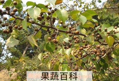 杜梨的功效和主治