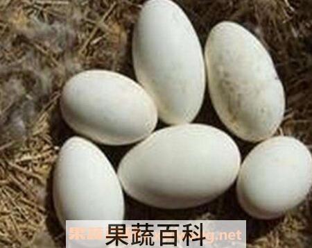 鹅蛋不能和什么一起吃 鹅蛋的吃法禁忌